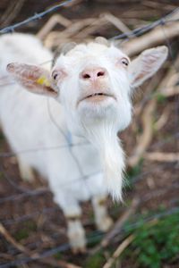 Close-up portrait of goat behind fence