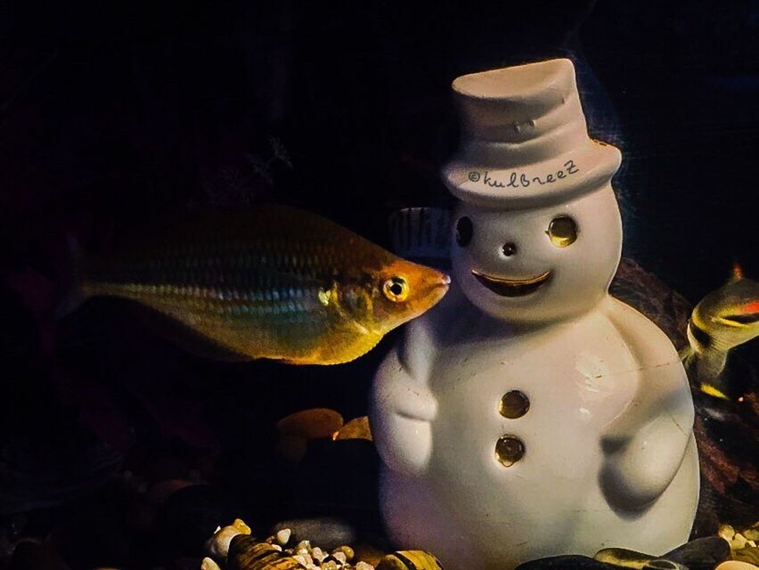 FISH SWIMMING IN AQUARIUM