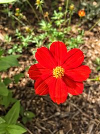 Close-up of red hibiscus blooming on field