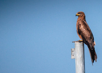 Low angle view of eagle perching on pole against clear blue sky