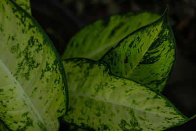 Close-up of banana leaf