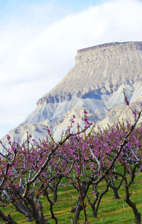 Scenic view of flowering plants against sky