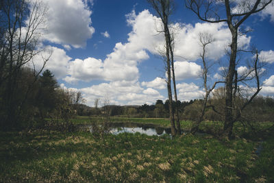 Scenic view of trees on field against sky