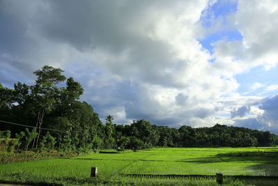 Scenic view of field against sky