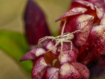 Close-up of wilted flower