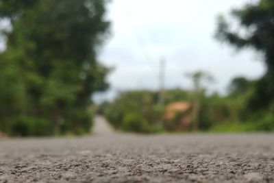 Empty road along trees