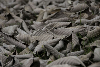 Full frame shot of leaves on field