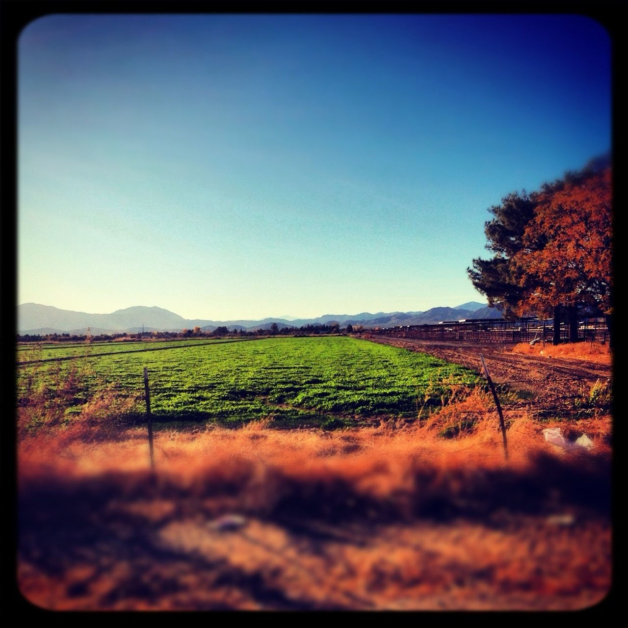 clear sky, transfer print, blue, landscape, field, auto post production filter, copy space, tree, tranquil scene, tranquility, rural scene, scenics, beauty in nature, agriculture, nature, grass, growth, sky, farm, outdoors