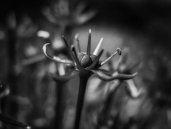 Close-up of flowering plant