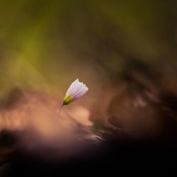 Beautiful white wood sorrel flowers blooming on a forest ground. shallow depth of field. 