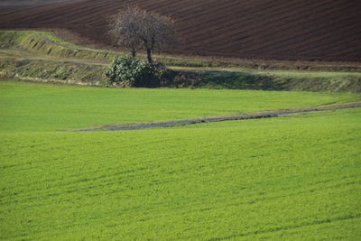 Scenic view of agricultural field