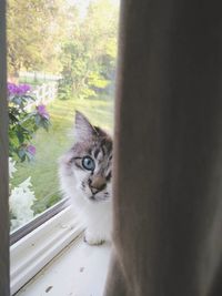 Portrait of cat by window