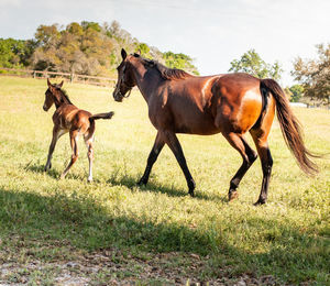 Horses standing in ranch