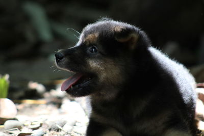 Close-up of dog looking away