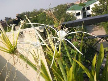 Close-up of plants