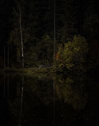 Reflection of trees in lake at night