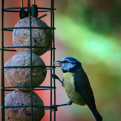 Close-up of bird perching on a feeder