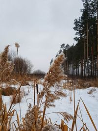 Frozen trees on snow covered field against sky