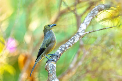 Close-up of bird perching on tree