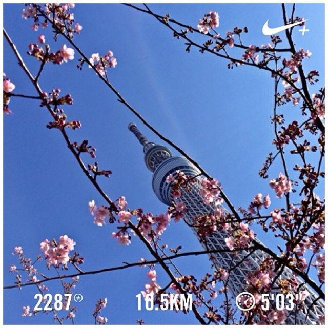 low angle view, clear sky, text, communication, tree, western script, blue, branch, built structure, day, hanging, architecture, building exterior, high section, outdoors, non-western script, no people, flower, sign, guidance