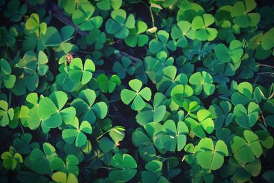 Green clover leaf isolated for background. with three-leaved shamrock . st. patrick's day vacation