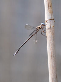 Close-up of dragonfly perching on twig
