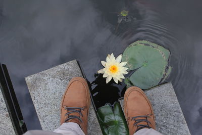 Low section of man standing on stepping stone by water lily in pond