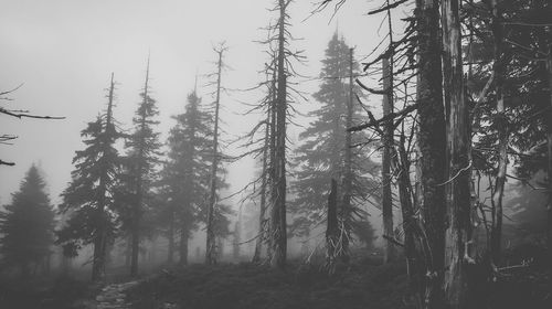 Trees in foggy weather