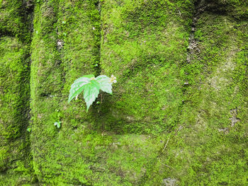 High angle view of tree growing in forest