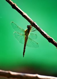 Close-up of dragonfly on twig