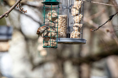 House sparrow feeding on feeder
