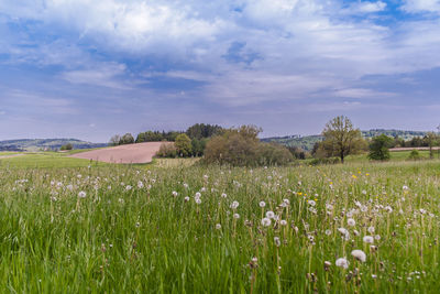 Scenic view of field against sky