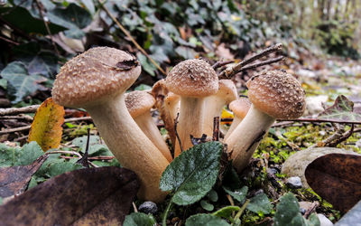 Close-up of mushrooms on wood