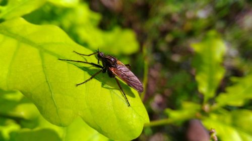 Close-up of insect on leaf