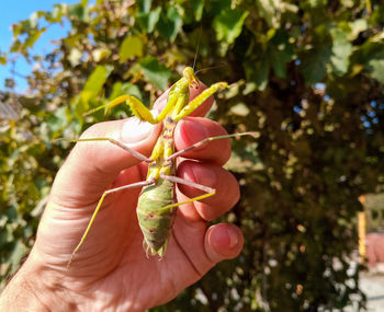 Close-up of hand holding plant