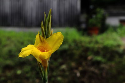 Close-up of yellow flower on field