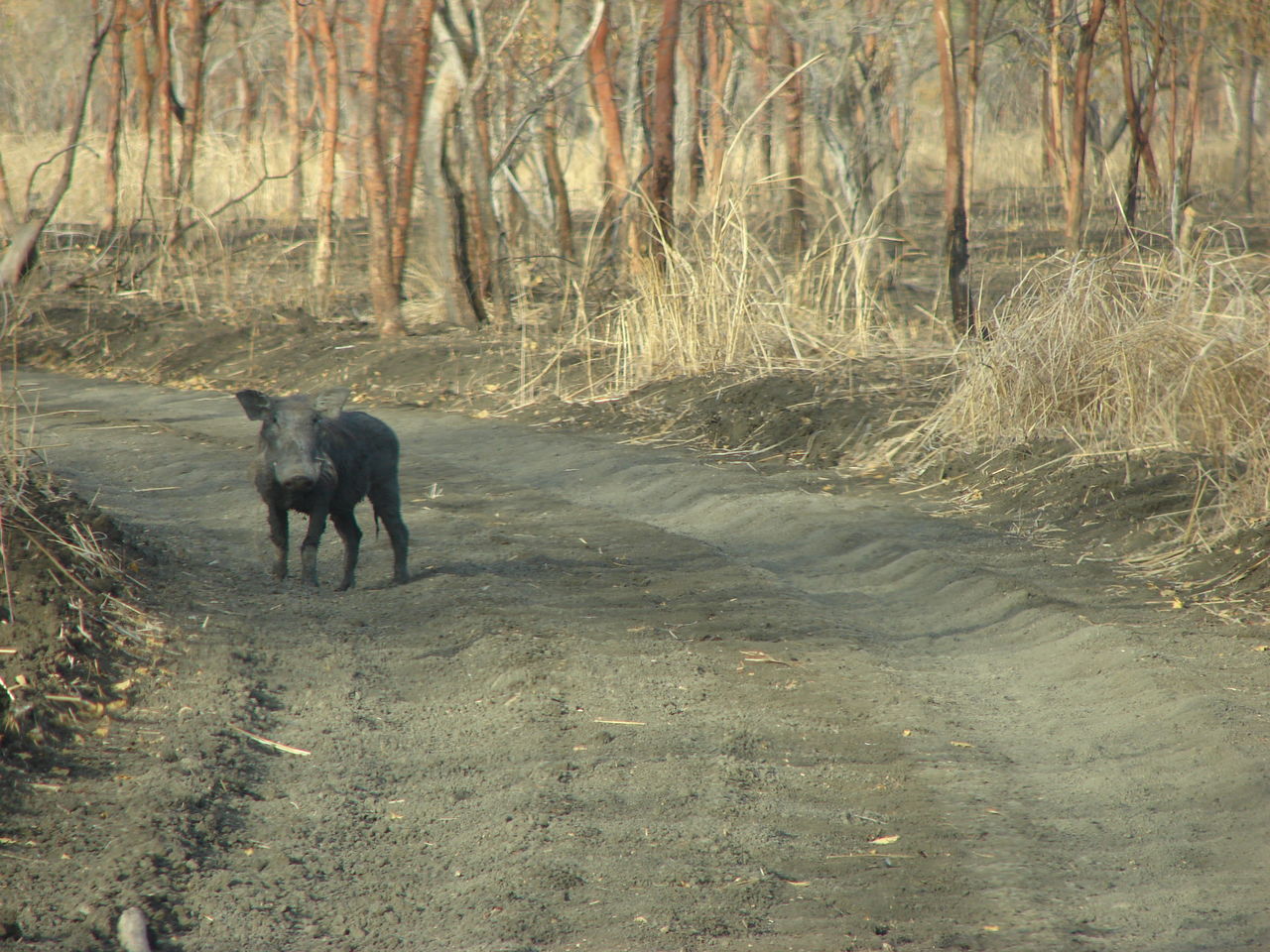 VIEW OF A DOG WALKING ON ROAD