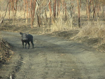 View of a horse walking on the road