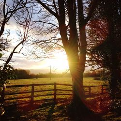 Sun shining through trees