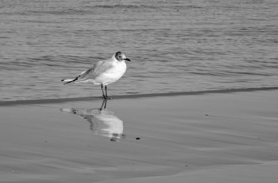 Seagull perching on a beach