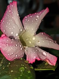 Close-up of wet flower