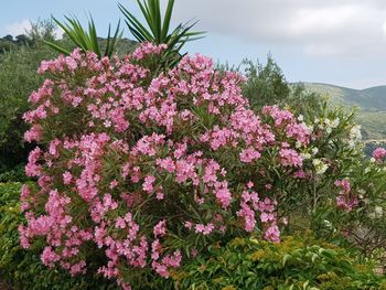 Close-up of pink flowering plants against sky