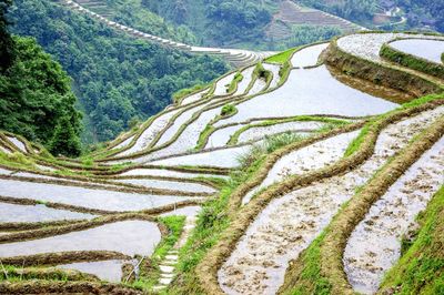 Scenic view of agricultural field