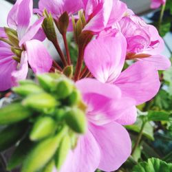 Close-up of pink flowering plant