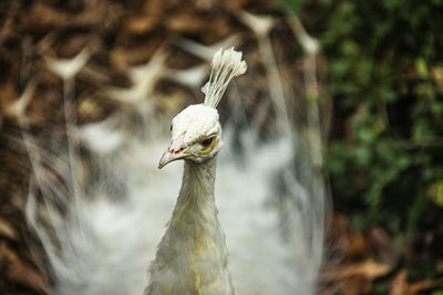 Close-up of bird