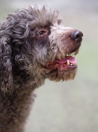 Funny hairy terrier dog in the mood