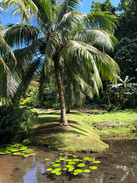 Scenic view of palm trees by lake against sky