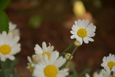 Close-up of white daisy flowers