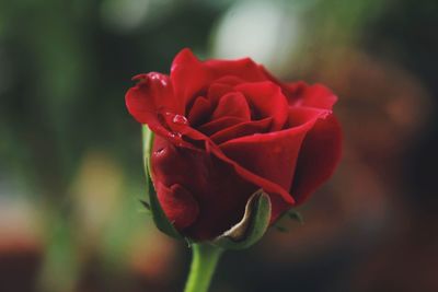 Close-up of red rose