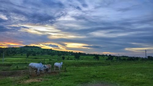 Cows grazing on field against sky